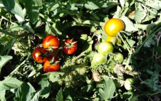 Plants de tomates