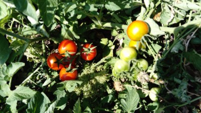 Plants de tomates