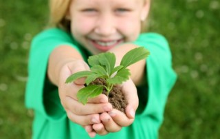Plante au creux de mains ouvertes